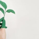 Sustainable Fashion - Person's Left Hand Holding Green Leaf Plant